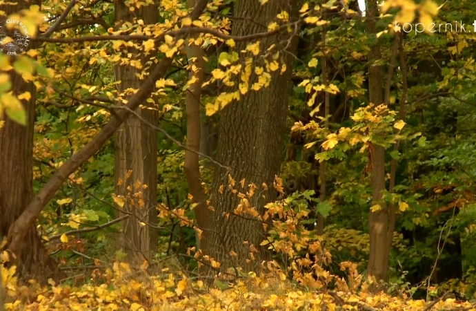 Jesienią do gminy Gietrzwałd