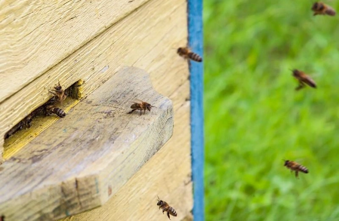 Pieniądze na drzewa i krzewy miododajne